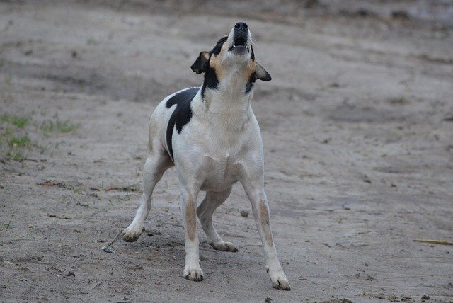 jack russell barking
